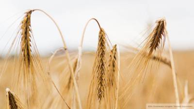 Андрей Сизов - Российские экспортеры пшеницы столкнулись со сложностями на границе - riafan.ru - Москва
