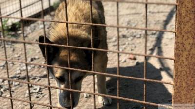 Живодеры убили собак и развесили их на деревьях в Кемеровской области - newinform.com - Кемеровская обл.