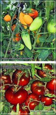 Выращивание томатов: сорта и пересортица, вершинная гниль, вкус и почему трескаются - skuke.net