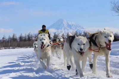 Северяне попросили вернуть гонку на собачьих упряжках "Берингия" на традиционный маршрут - nazaccent.ru