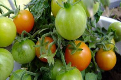 Полезные советы при выращивании томатов, которые игнорируют дачники - skuke.net