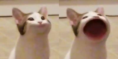 Новый мем: Pop Cat — кот, который широко открывает рот и делает звук «поп». Он играет в фильмах и поет - nv.ua