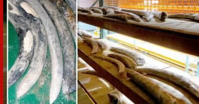 На затонувшем в Южной Африке корабле нашли 500-летний груз слоновой кости - profile.ru - Португалия - Юар - Намибия
