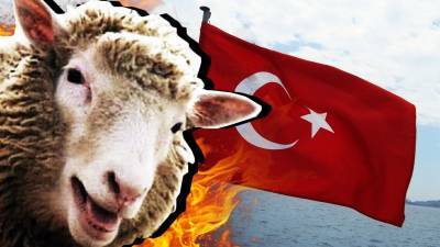 В Турции овцы устроили набег на здание городской администрации - polit.info - Турция