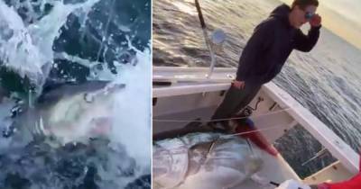 Дерзкая акула "ограбила" невезучих рыбаков - ren.tv - Бостон