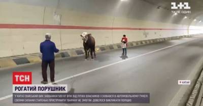 В Китае быка-беглец заблокировал тоннель: пришлось вызвать полицейских - tsn.ua - Китай - Испания