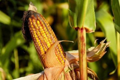 Исследователи из Флориды вывели жаростойкую кукурузу - agroportal.ua - шт.Флорида