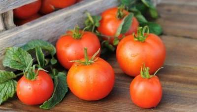 Как сохранить свежие помидоры до зимы? - skuke.net