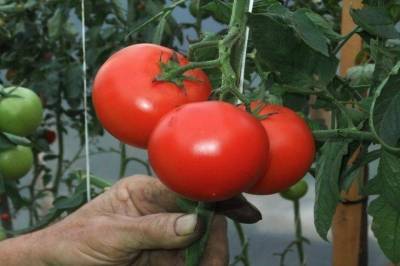Как вырастить большой урожай томатов: огородные хитрости - skuke.net