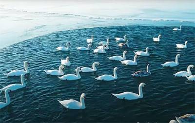 Фото дня: белые лебеди прилетели зимовать на побережье Каспийского моря (ФОТО) - enovosty.com - Актау