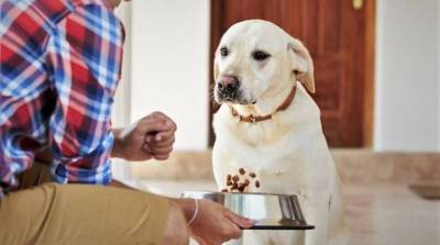 Советы заводчиков, как посадить собаку на диету без стресса - skuke.net