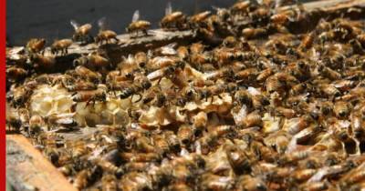 Биологи выяснили, что пчелы умеют дружить - profile.ru - шт. Иллинойс