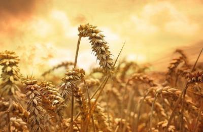 Тарас Высоцкий - Высоцкий: Динамика экспорта пшеницы соответствует плану - agroportal.ua - Украина