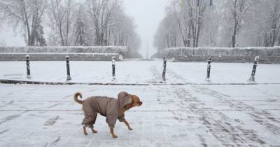 Снег и гололед: прогноз погоды в Украине на вторник, 2 декабря - tsn.ua - Украина