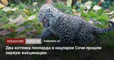Два котенка леопарда в нацпарке Сочи прошли первую вакцинацию - kubnews.ru - Сочи