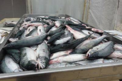 За 2020 год в Хабаровском крае продали «доступной рыбы» больше, чем в 2019 - hab.aif.ru - Хабаровский край