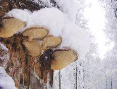 Чага, вешенка, шиповник. Какие полезные дары природы можно найти в зимнем лесу? - grodnonews.by