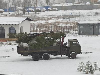 Выкопанные в Приморском районе ели нашли около церкви - neva.today - р-н Приморский