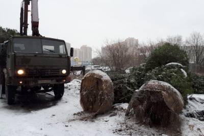 В Приморском районе выкопали посаженные жителями ели, их нашли у церкви - abnews.ru - р-н Приморский