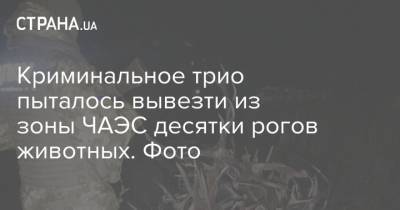 Криминальное трио пыталось вывезти из зоны ЧАЭС десятки рогов животных. Фото - strana.ua