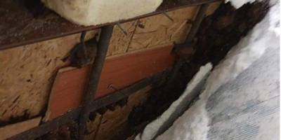 В квартире одной из многоэтажек Днепра обнаружили 500 летучих мышей. Они прятались под обшивкой балкона - nv.ua - Днепр - Харьков - Гсчс