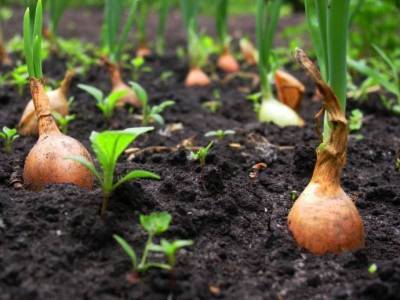 10 хитростей и тонкостей успешного выращивания лука - skuke.net