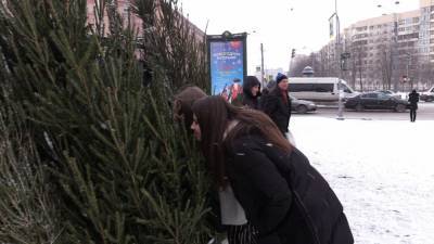 Роскачество составило рекомендации по выбору живой новогодней ели - polit.info