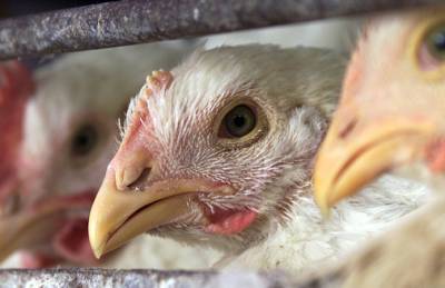 Птичий грипп: несколько стран запретили импорт украинской курятины - agroportal.ua - Молдавия - Гонконг - Белоруссия - Япония - Саудовская Аравия - Николаевская обл. - Тунис - Сингапур - Марокко - Республика Сингапур