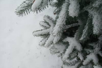 Циклон Грета принесет тулякам сильный снегопад и метель - tula.mk.ru - Центральная