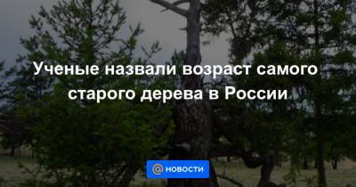 Ученые назвали возраст самого старого дерева в России - news.mail.ru