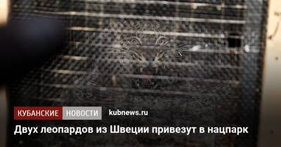 Двух леопардов из Швеции привезут в нацпарк - kubnews.ru - Москва - Сочи - Швеция