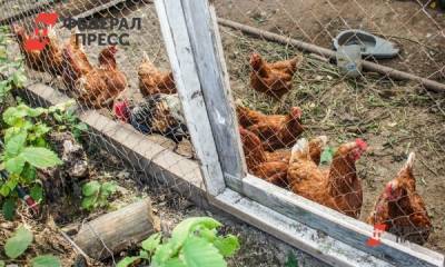 Кузбасскую птицефабрику наказали за куриный помет на сельхозземлях - fedpress.ru - район Новокузнецкий