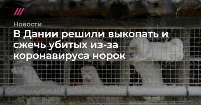 В Дании решили выкопать и сжечь убитых из-за коронавируса норок - tvrain.ru - Дания