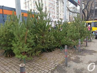 Новый год 2021: почем в Одессе елки? (фото) - odessa-life.od.ua - Одесса