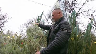 Елочки подорожали: в Москве заработали новогодние базары - vesti.ru - Москва - Норвегия - Дания - Пермский край