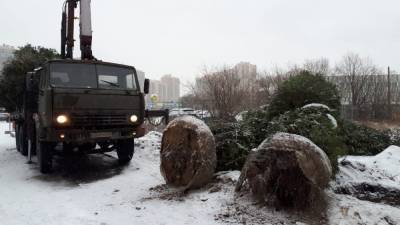 Петербургская церковь прокомментировала пересадку украденных елей на их территорию - znak.com - Санкт-Петербург - р-н Приморский