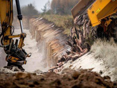 В Дании решили эксгумировать и сжечь заразившихся коронавирусом норок - kasparov.ru - Дания