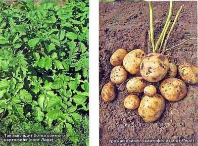 Озимый картофель – посадка и выращивание - skuke.net