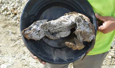 На Аляске нашли мумию волка возрастом 57 тысяч лет - capital.ua - США - шт.Аляска