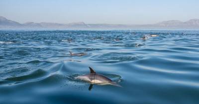 У дельфина нашли кожное заболевание, связанное с изменением климата - focus.ua - Техас - Австралия - шт.Флорида - штат Луизиана - штат Алабама - штат Миссисипи