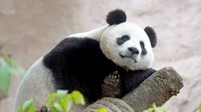 Олег Никитин - Старейшая панда-героиня умерла в китайском зоопарке - nation-news.ru - Чунцин - провинция Сычуань