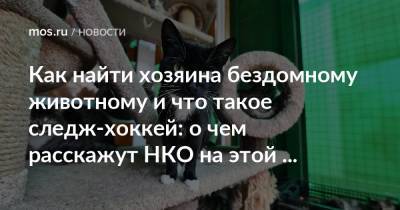 Как найти хозяина бездомному животному и что такое следж-хоккей: о чем расскажут НКО на этой неделе - mos.ru