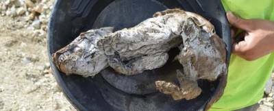 Cамый полный образец древнего волка нашли в вечной мерзлоте - news.bigmir.net - Канада - штат Айова