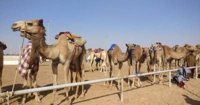 Сотни верблюдов умерли в пустыне Дубая, наевшись пластиковых отходов - focus.ua
