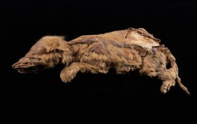 На руднике в Канаде нашли мумию древнего волка - korrespondent.net - Канада - штат Айова