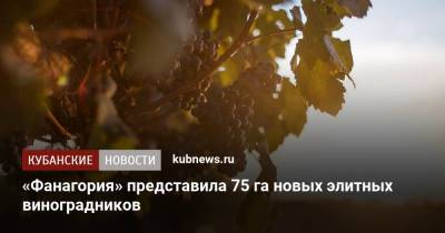 «Фанагория» высадила 75 га новых элитных виноградников - kubnews.ru