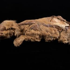 В Канаде на руднике нашли мумию древнего волка. Видео - reporter-ua.com - Канада - штат Айова