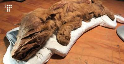 В Канаде нашли мумию волчонка, которому примерно 57 тысяч лет - hromadske.ua - США - Канада - штат Айова