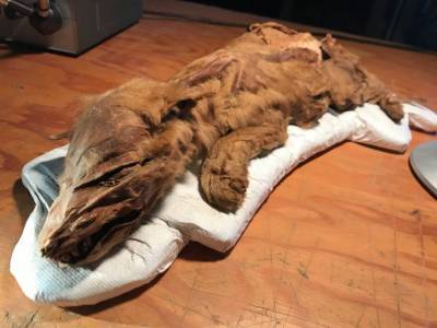 В Канаде нашли мумию волчонка старше 57 тысяч лет, – фото - bykvu.com - США - Канада - штат Айова