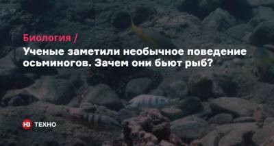 Ученые заметили необычное поведение осьминогов. Зачем они бьют рыб? - nv.ua - Египет
